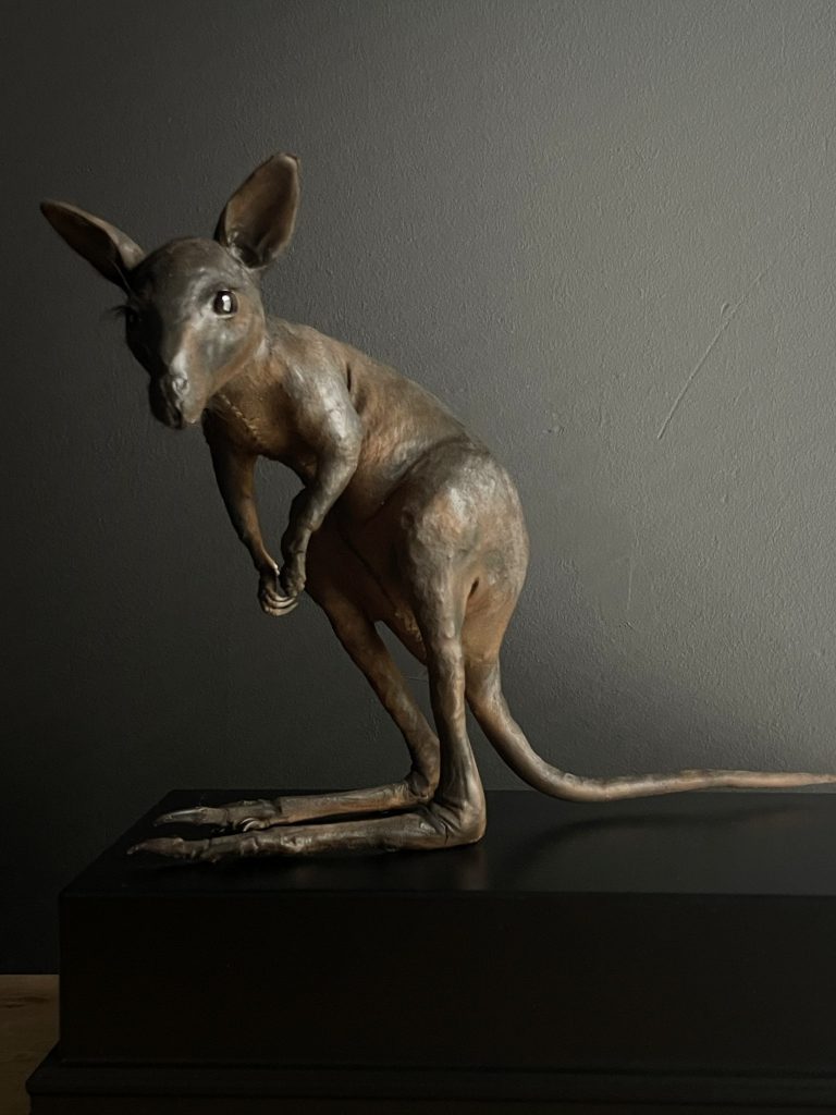 Taxidermy young Bennett wallaby