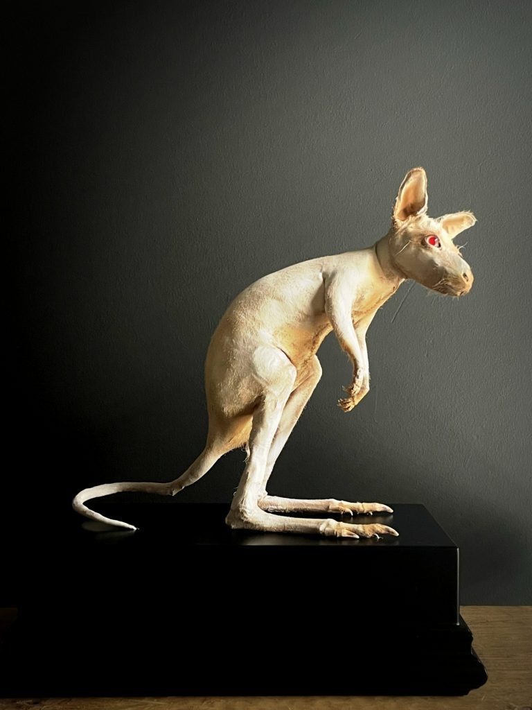 Taxidermy young albino Bennett wallaby