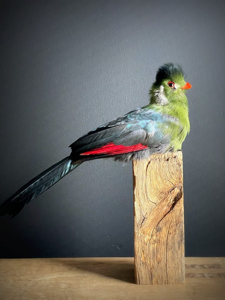 Mounted white cheeked turaco