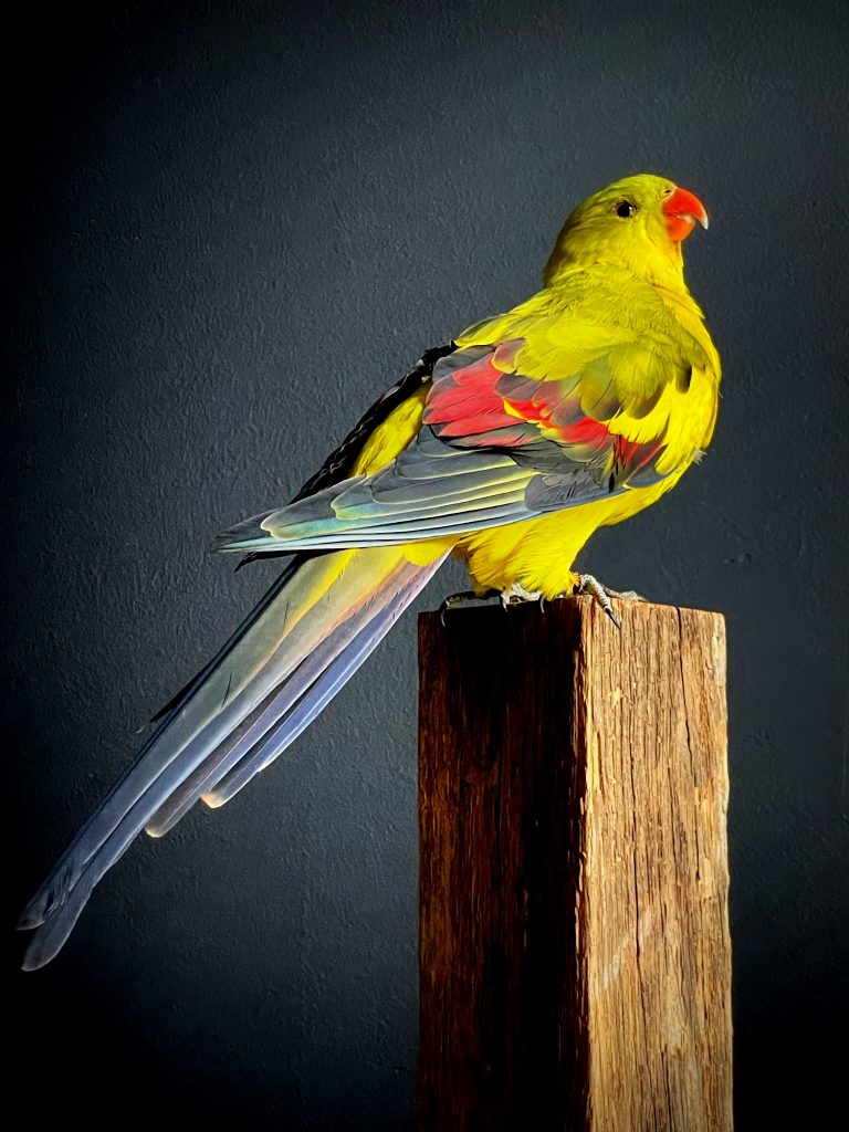 Stuffed mountain parakeet