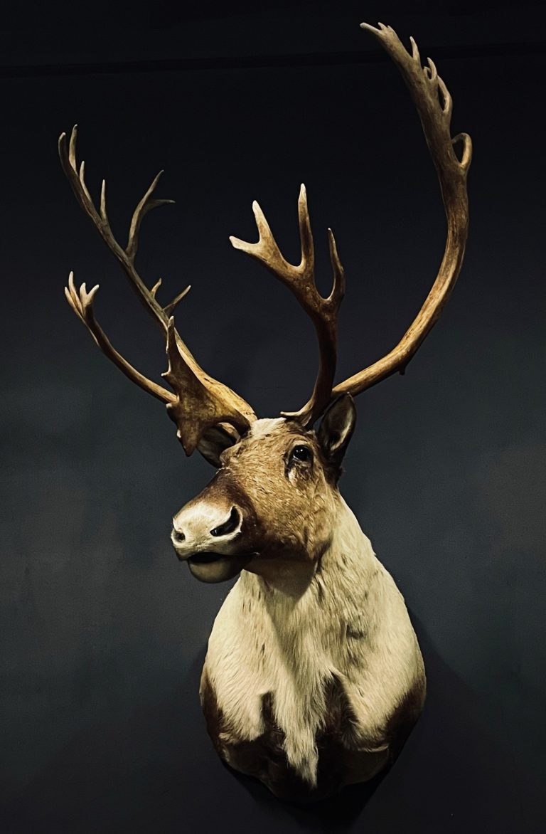 Stuffed head of a caribou