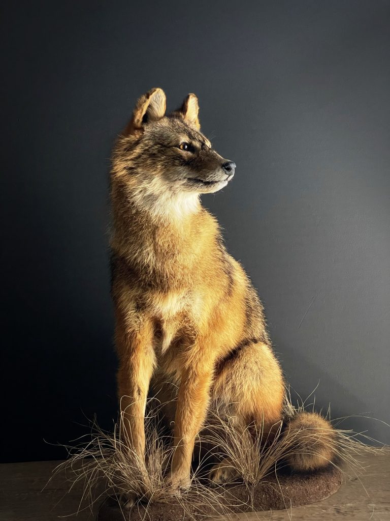 Mounted Golden Jackal