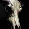 Gemetalliseerde schedel van een waterbuffel