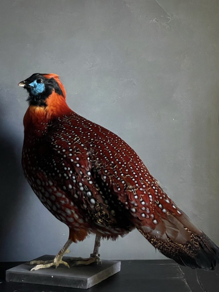 Mounted tragopan