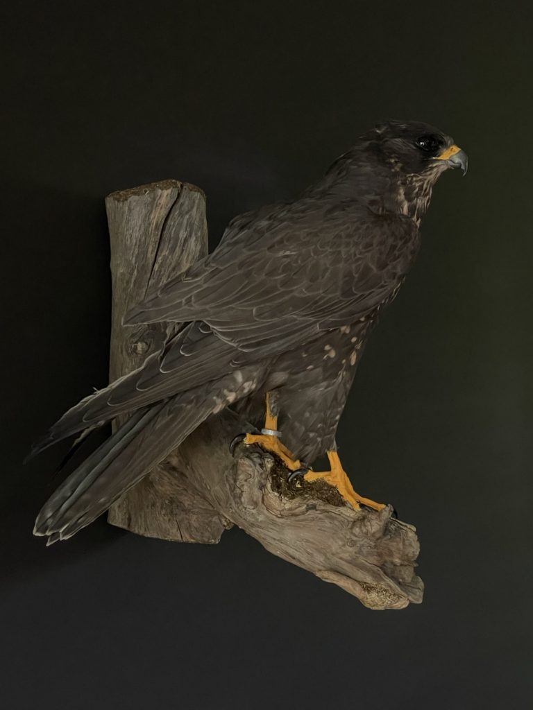 Taxidermy Saker Falcon