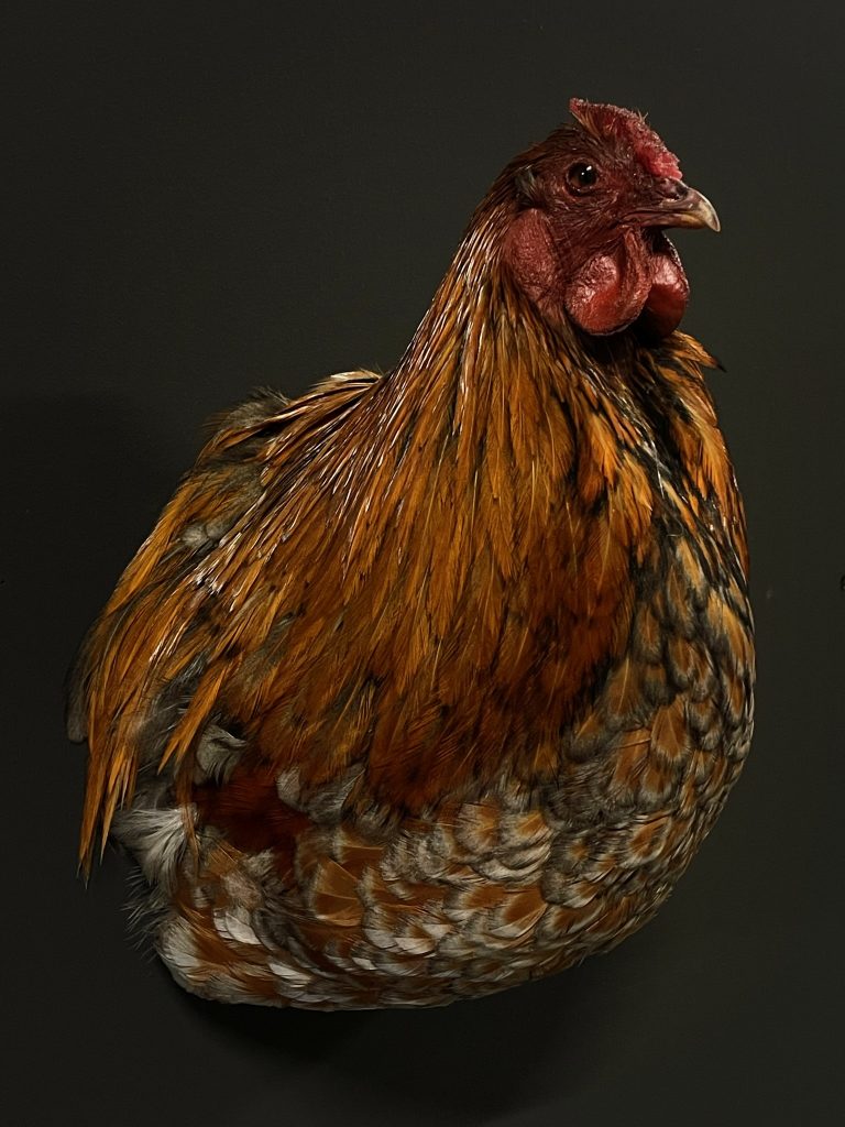 Beautiful rooster head.