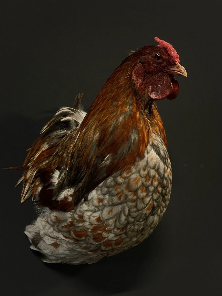 Mounted head of a bantam rooster