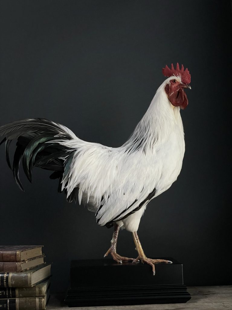 Mounted rooster Leghorn