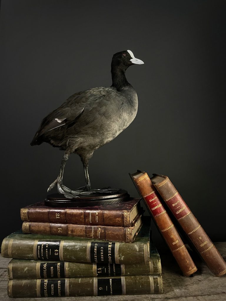 Mounted coot