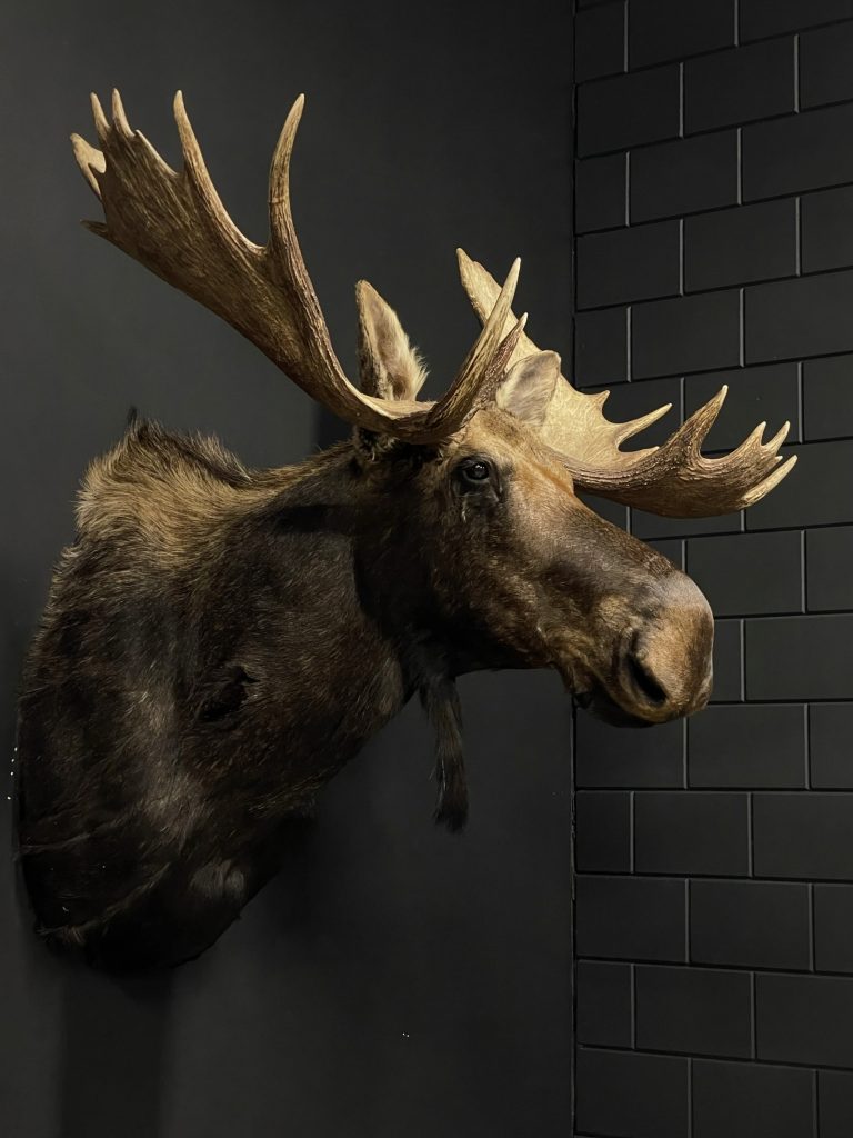 Canadian moose head