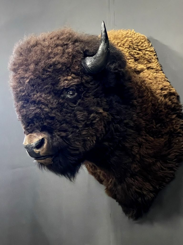 Head of a large bison