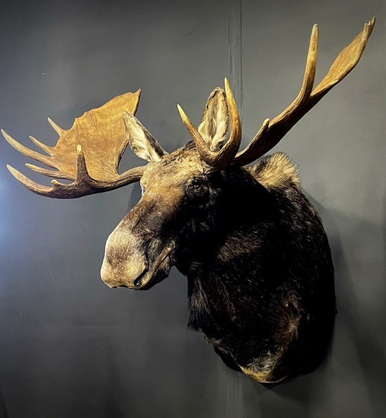 Mounted moose head