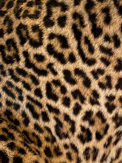 African Leopard in sitting pose (WORK IN PROGRESS)