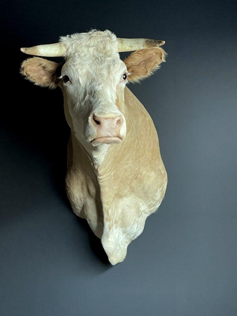 Taxidermy head of a Simmentaler cow