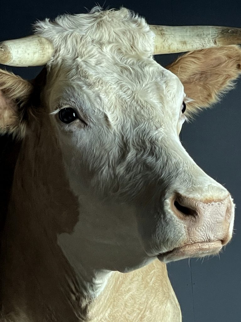 Taxidermy head of a Simmentaler cow - BEAST Interiors