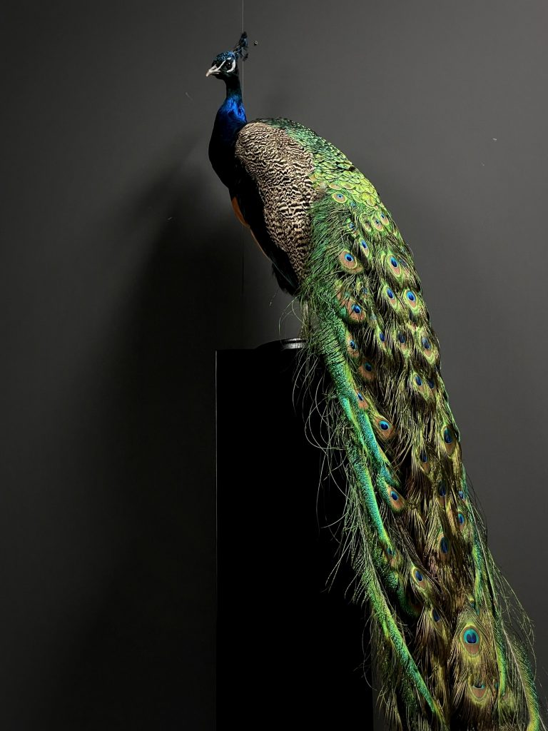 Mounted Peacock