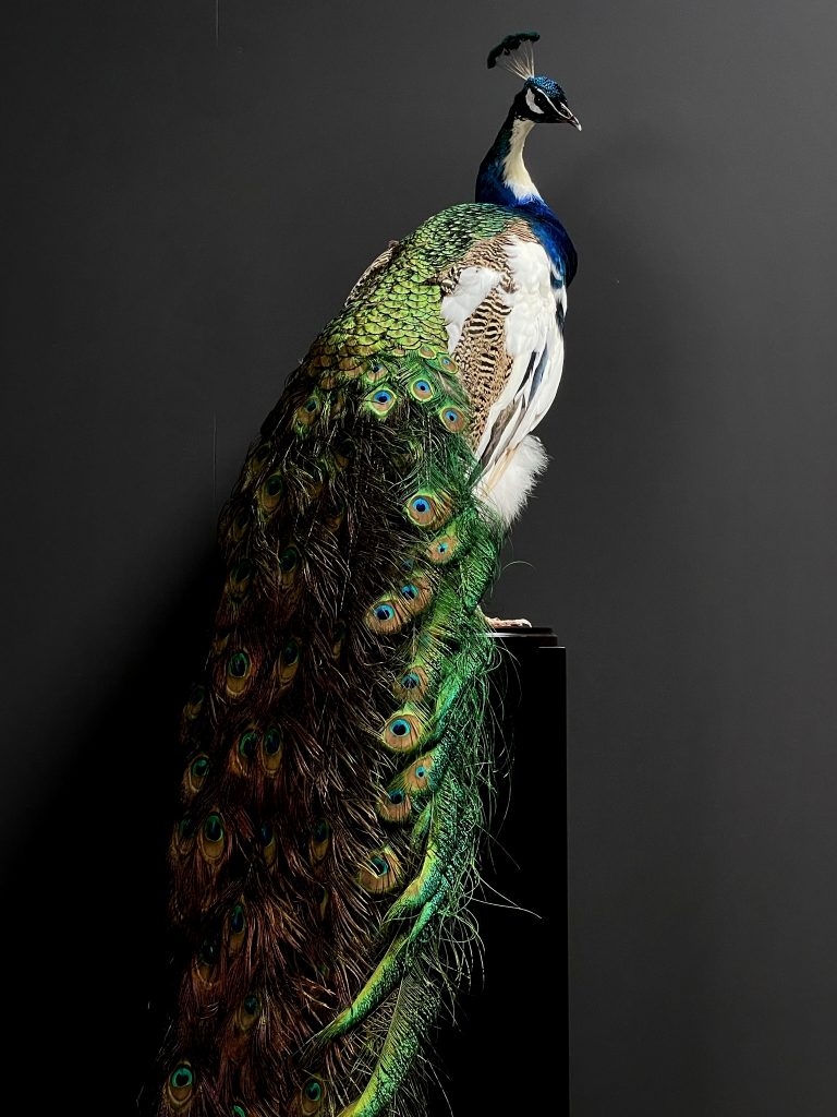 Taxidermy Peacock