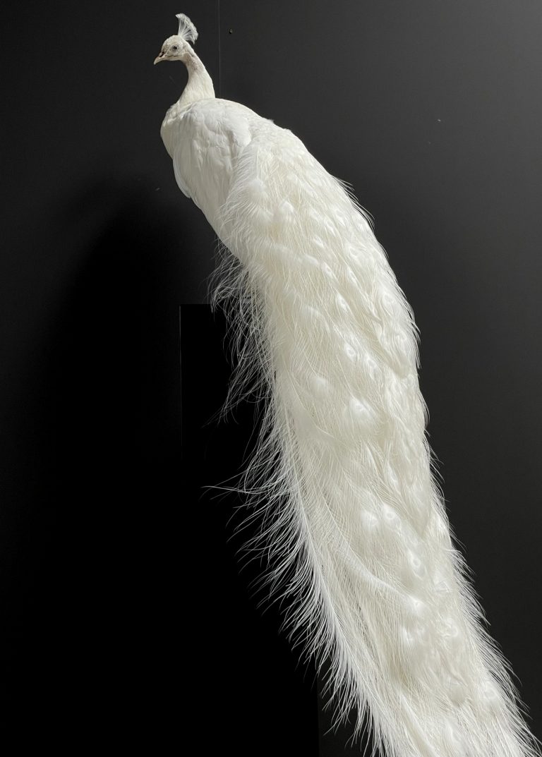 Mounted white peacock