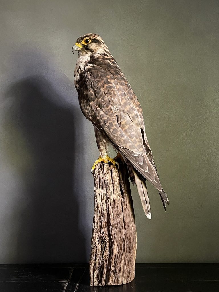 Mounted Saker Falcon