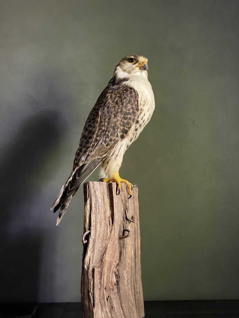 Mounted Saker Falcon