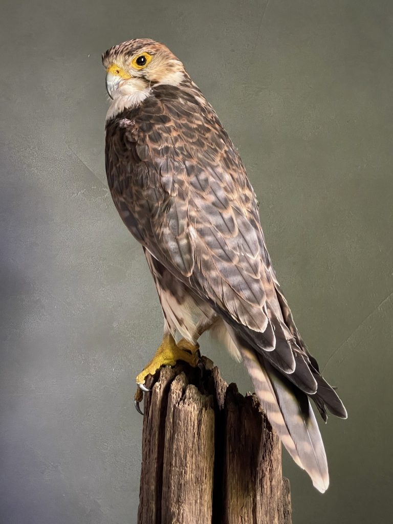 Mounted Saker Falcon