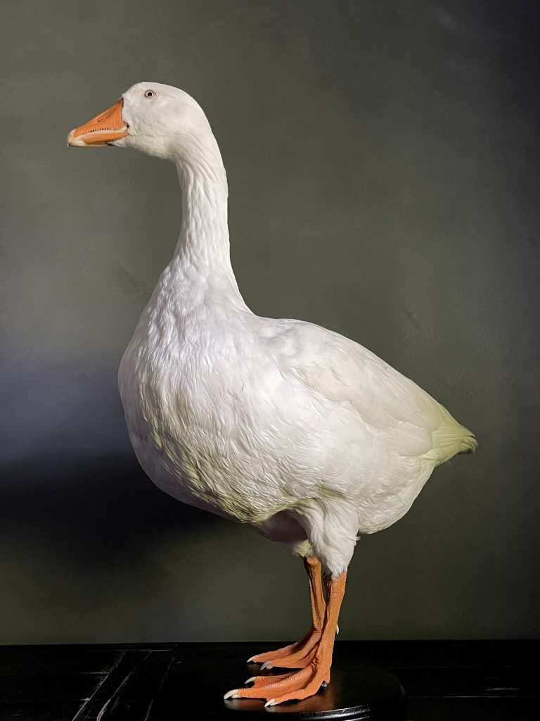 Mounted white goose