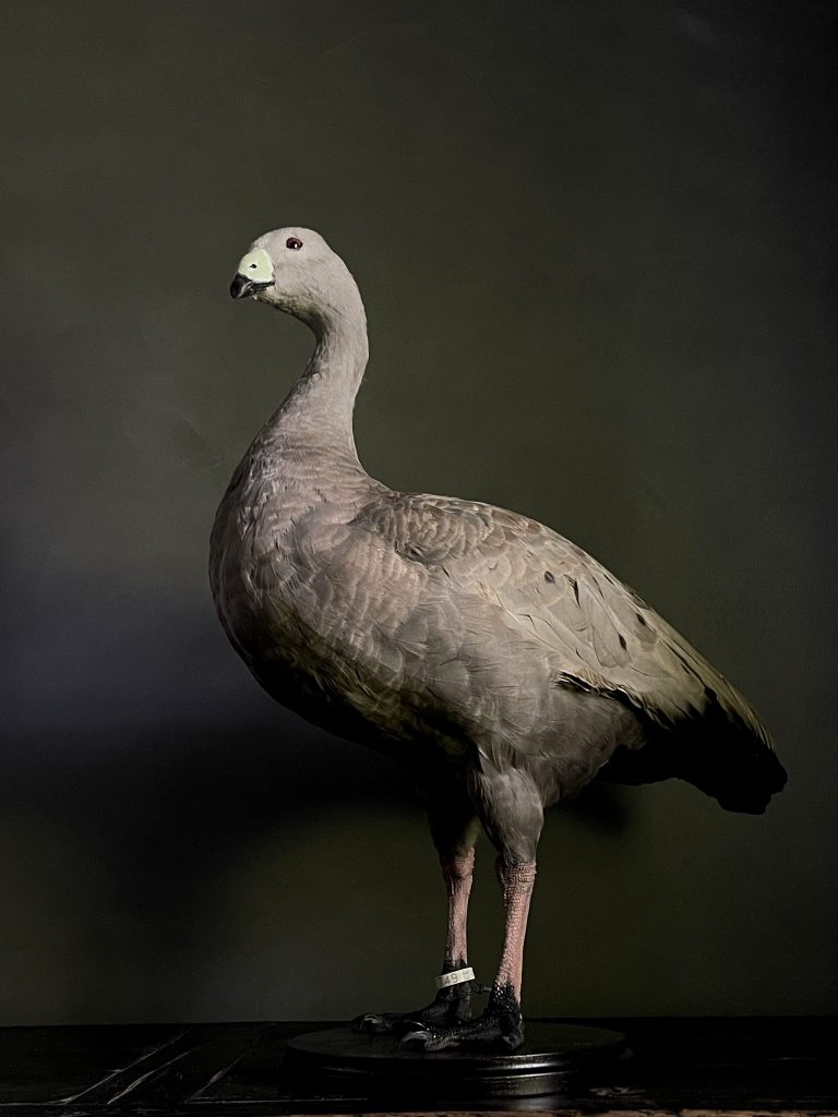 Stuffed Cape Barren goose