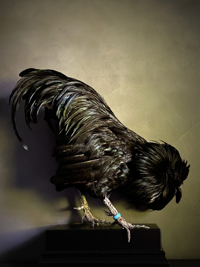 Taxidermy rooster (Ayam Cemani)