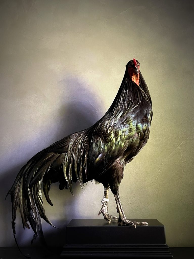 Mounted Sumatran rooster