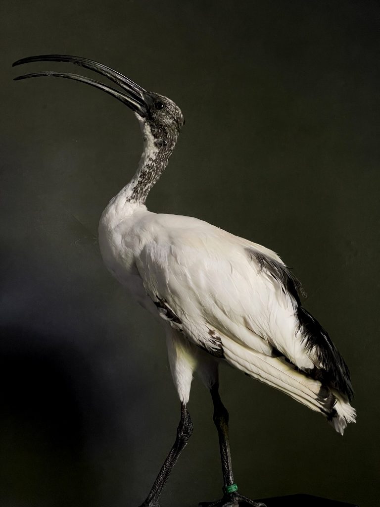 Mounted sacred ibis