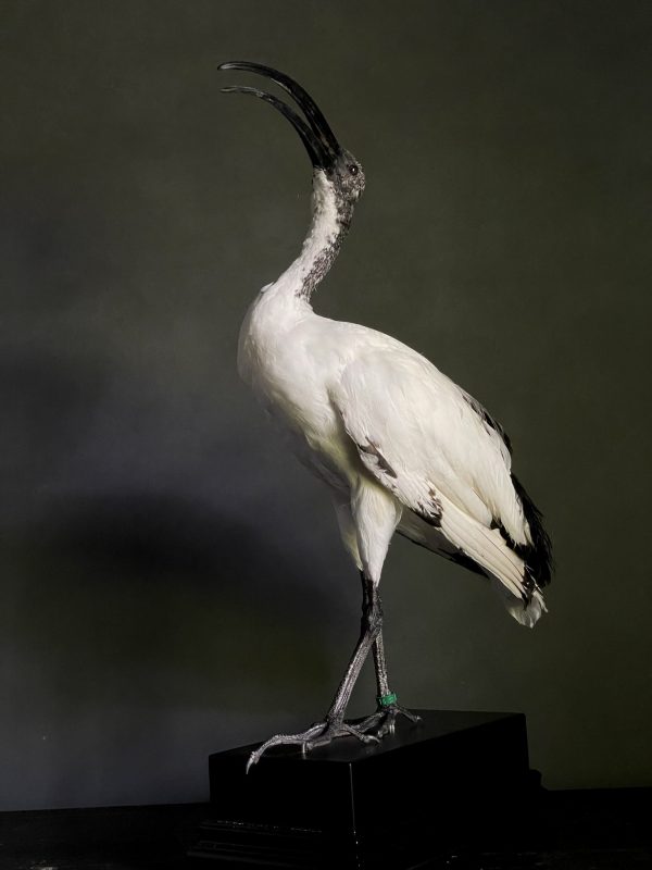Opgezette heilige ibis