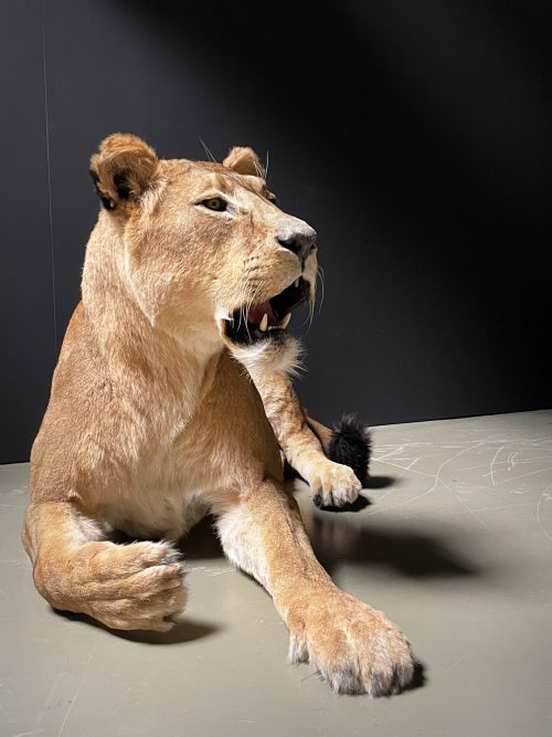 Stuffed lion
