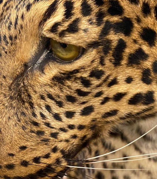 Sitzender Afrikanischer Leopard (WORK IN PROGRESS)