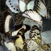 Antieke ovale stolp met mix van witte vlinders