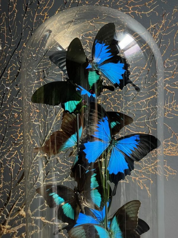 Antieke stolp met mix van blauwe vlinders