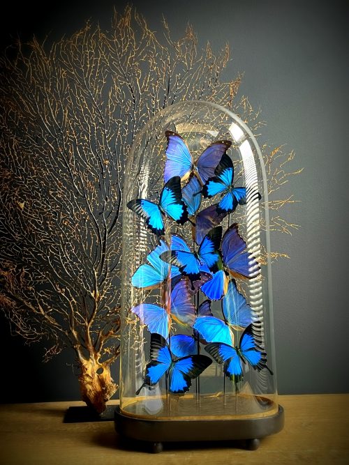 Antieke stolp XXL met mix van blauwe Morpho vlinders