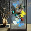 Glazen vitrine met kleurrijke vlinder mix
