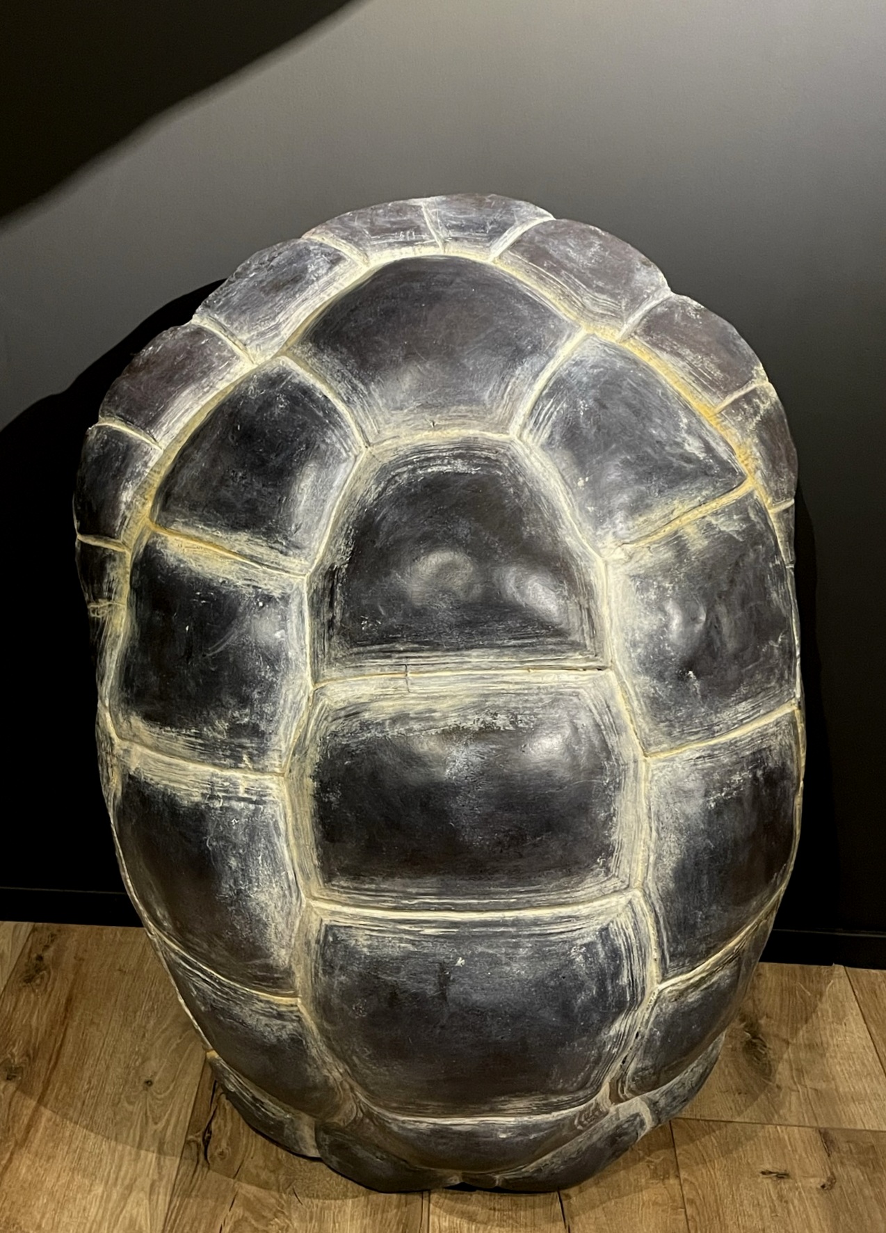 European Standard Tortoise Shape Stainless Steel Isoleerkan