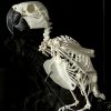 Skelet van een blauwgele ara