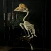 Skelet van een Cassidix Neushoornvogel
