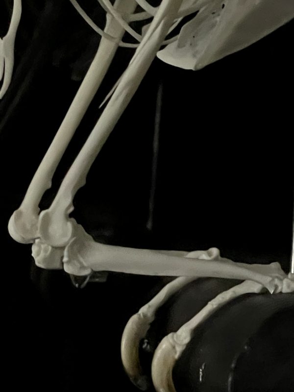 Skelet van een beo