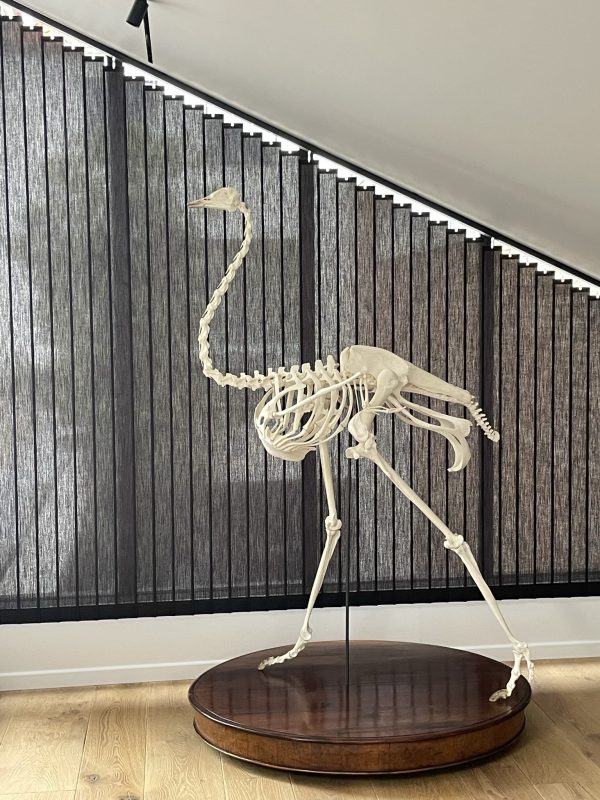 Skelet van een struisvogel