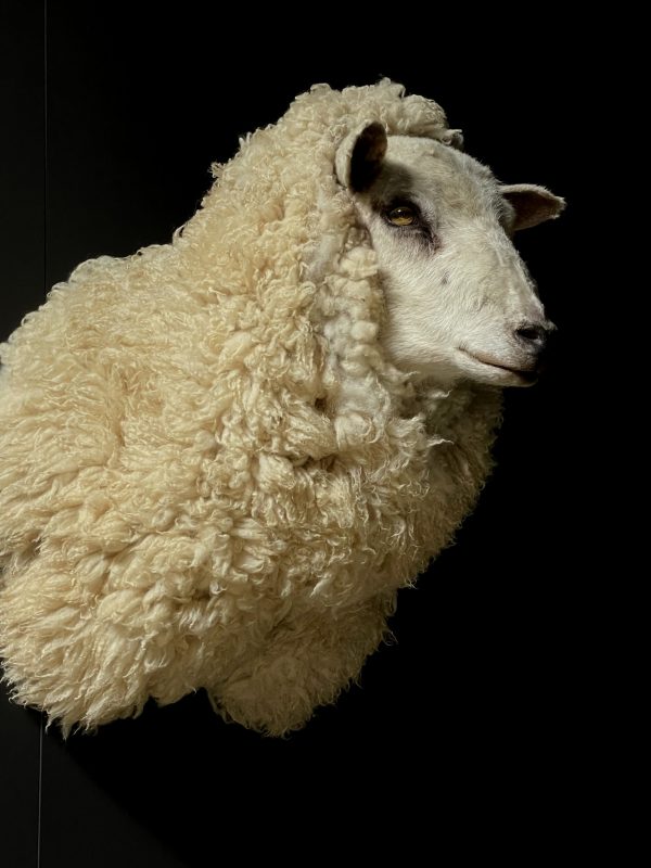 Opgezette schapenkop