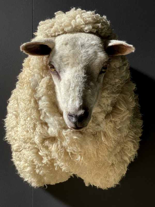 Opgezette schapenkop