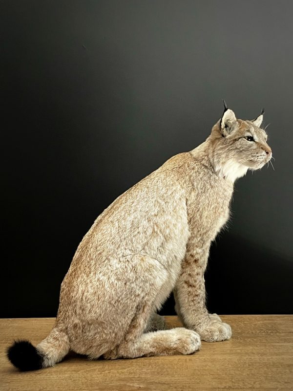 Europese Lynx