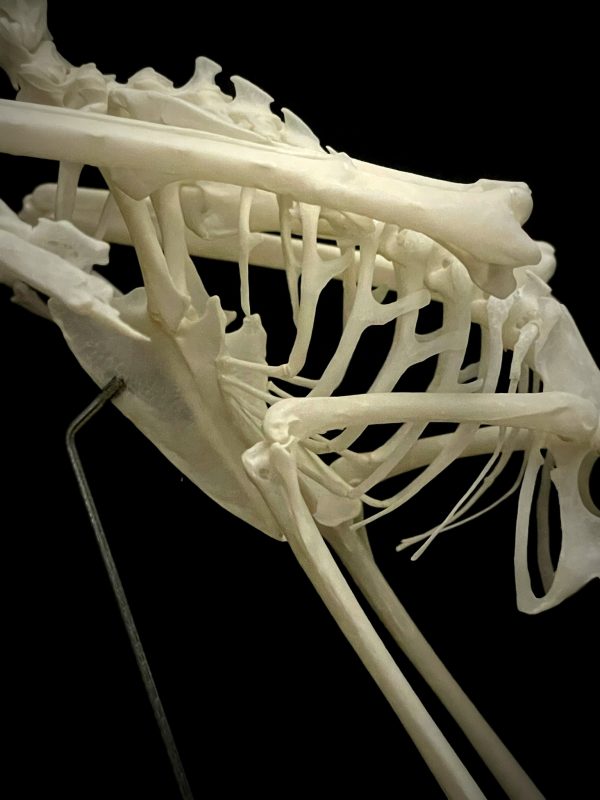 Skelet van een Grijze Tok.