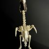 Skelet van een Zilveroor neushoornvogel.