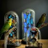 Blauwvoorhoofdamazone papagaai