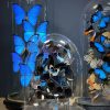 Antieke stolp met een mix van blauwe vlinders