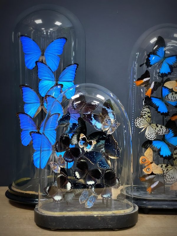 Antieke stolp met een mix van blauwe vlinders